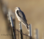 0J6A6860White-Tailed_Kite