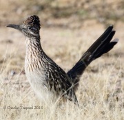 0J6A6867Greater_Roadrunner