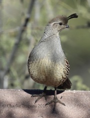 0J6A6922Gambel's_Quail