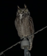 0J6A7137Great-Horned_Owl