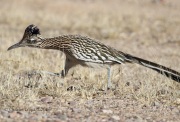 0J6A7180Greater_Roadrunner