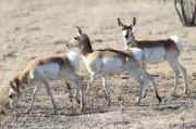 0J6A7192Pronghorn