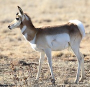 0J6A7206Pronghorn