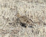 0J6A7358Chestnut-Collared_Longspur