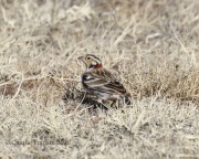 0J6A7484Chestnut-Collared_Longspur
