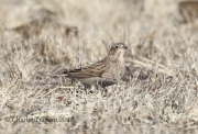 0J6A7535Chestnut-Collared_Longspur