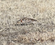 0J6A7566Chestnut-Collared_Longspur