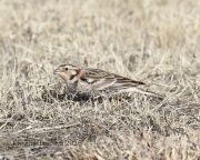 0J6A7567Chestnut-Collared_Longspur