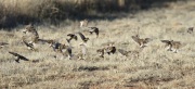 0J6A7586Chestnut-Collared_Longspur