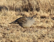 0J6A7660Scaled_Quail