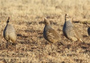 0J6A7693Scaled_Quail