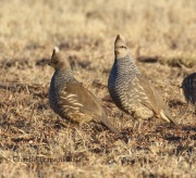 0J6A7694Chestnut-Collared_Longspur