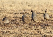 0J6A7695Scaled_Quails