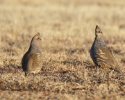 0J6A7716Scaled_Quail
