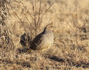 0J6A7729Scaled_Quail