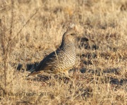 0J6A7755Scaled_Quail