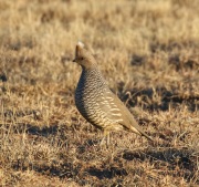 0J6A7785Scaled_Quail