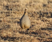 0J6A7795Scaled_Quail