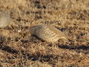 0J6A7799Scaled_Quail
