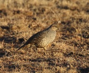 0J6A7801Scaled_Quail