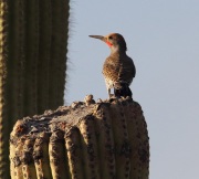 0J6A8126Gilded_Flicker