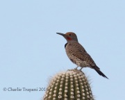 0J6A8187Gilded_Flicker