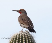0J6A8192Gilded_Flicker