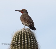 0J6A8197Gilded_Flicker