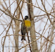 0J6A8233Lawrence's_Goldfinch