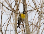0J6A8240Lawrence's_Goldfinch