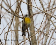 0J6A8242Lawrence's_Goldfinch