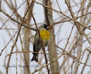 0J6A8247Lawrence's_Goldfinch