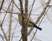 0J6A8250Lawrence's_Goldfinch