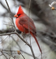 0J6A8277Northern_Cardnial