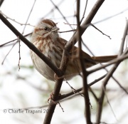 0J6A8303Song_Sparrow