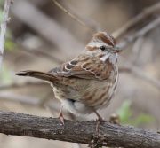 0J6A8316Song_Sparrow copy
