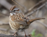 0J6A8324Song_Sparrow