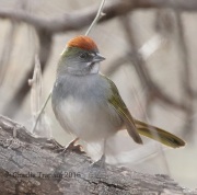 0J6A8326Green-Tailed_Towhee