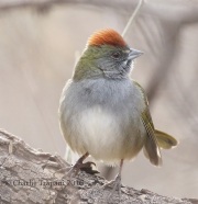 0J6A8337Green-Tailed_Towhee