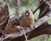 0J6A8346Abert's_Towhee