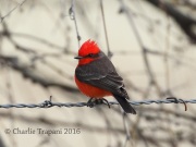 0J6A8374Vermilion_Flycatcher