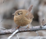0J6A8481Pacific_Wren