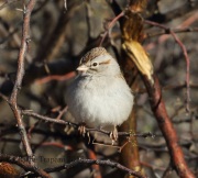 0J6A8491Rufous-Winged_Sparrow