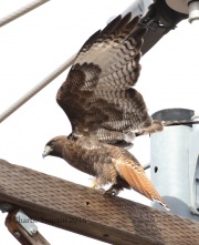 0J6A8505Red-Tailed_Hawk