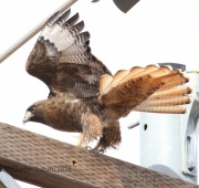 0J6A8506Red-Tailed_Hawk
