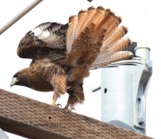 0J6A8507Red-Tailed_hawk