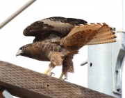 0J6A8510Red-Tailed_hawk
