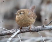 0J6A8512Pacific_Wren