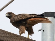 0J6A8513Red-Tailed_Hawk