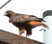 0J6A8515Red-Tailed_Hawk